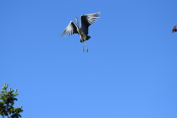 great blue heron in flight