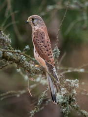 Saker falcon (Falco tinnunculus) sitting on a tree and holding a hunted mouse. Saker falcon in the forest. Saker falcon portrait. Saker falcon holds the mouse.