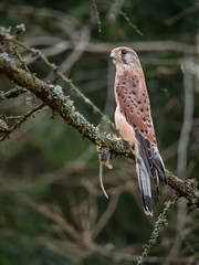 Saker falcon (Falco tinnunculus) sitting on a tree and holding a hunted mouse. Saker falcon in the forest. Saker falcon portrait. Saker falcon holds the mouse.