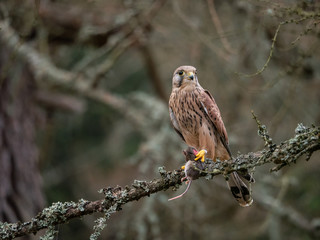 Saker falcon (Falco tinnunculus) sitting on a tree and holding a hunted mouse. Saker falcon in the forest. Saker falcon portrait. Saker falcon holds the mouse.