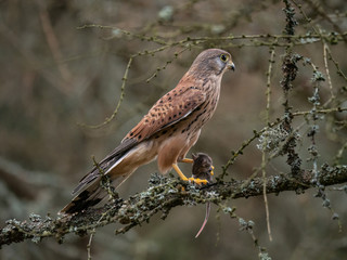 Saker falcon (Falco tinnunculus) sitting on a tree and holding a hunted mouse. Saker falcon in the forest. Saker falcon portrait. Saker falcon holds the mouse.