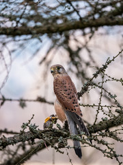 Saker falcon (Falco tinnunculus) sitting on a tree and holding a hunted mouse. Saker falcon in the forest. Saker falcon portrait. Saker falcon holds the mouse.
