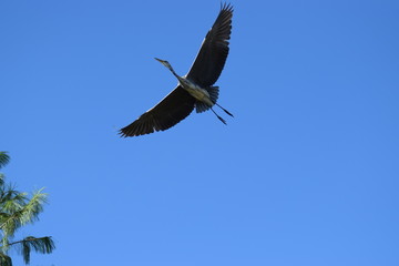 great blue heron in flight