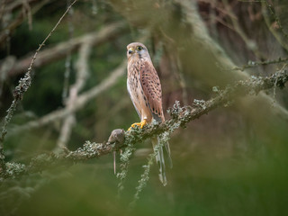 Saker falcon (Falco tinnunculus) sitting on a tree and holding a hunted mouse. Saker falcon in the forest. Saker falcon portrait. Saker falcon holds the mouse.