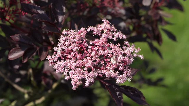 Flora Black elder Sambucus nigra