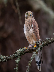 Saker falcon (Falco tinnunculus) sitting on a tree and holding a hunted mouse. Saker falcon in the forest. Saker falcon portrait. Saker falcon holds the mouse.