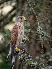 Saker falcon (Falco tinnunculus) sitting on a tree and holding a hunted mouse. Saker falcon in the forest. Saker falcon portrait. Saker falcon holds the mouse.