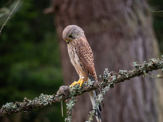 Saker falcon (Falco tinnunculus) sitting on a tree and holding a hunted mouse. Saker falcon in the forest. Saker falcon portrait. Saker falcon holds the mouse.