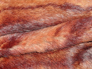 texture peau chasse fourrure