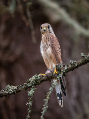 Saker falcon (Falco tinnunculus) sitting on a tree and holding a hunted mouse. Saker falcon in the forest. Saker falcon portrait. Saker falcon holds the mouse.