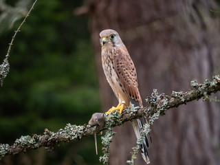 Saker falcon (Falco tinnunculus) sitting on a tree and holding a hunted mouse. Saker falcon in the forest. Saker falcon portrait. Saker falcon holds the mouse.