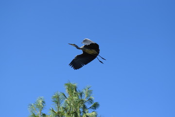 great blue heron in flight