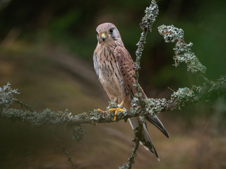 Saker falcon (Falco tinnunculus) sitting on the dry bough. Saker falcon in the forest. Saker falcon portrait.
