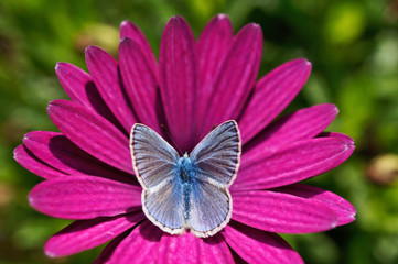 Schmetterling Deutschlands - Himmelblauer Bläuling