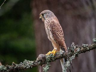 Saker falcon (Falco tinnunculus) sitting on a tree and holding a hunted mouse. Saker falcon in the forest. Saker falcon portrait. Saker falcon holds the mouse.