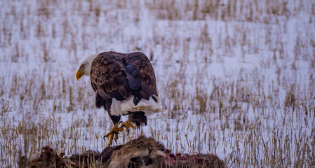 An American Bald Eagle Does a Little Hop