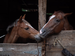 Two horses showing affection towards Each Other in adjacent stables