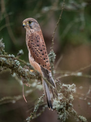 Saker falcon (Falco tinnunculus) sitting on the dry bough. Saker falcon in the forest. Saker falcon portrait.