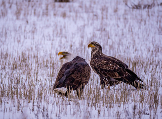 An American Bald Eagle and a Golden Eagle Together in a Field.