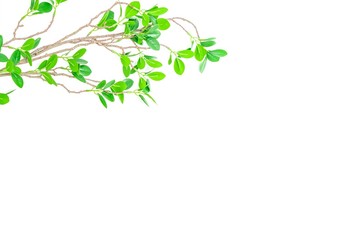 緑の葉のある枝　背景素材