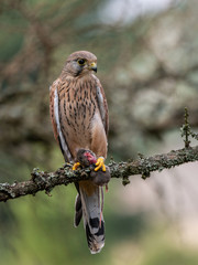 Saker falcon (Falco tinnunculus) sitting on a tree and holding a hunted mouse. Saker falcon in the forest. Saker falcon portrait. Saker falcon holds the mouse.