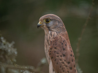 Saker falcon (Falco tinnunculus) sitting on the dry bough. Saker falcon in the forest. Saker falcon portrait.