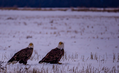 A Pair of Bald Eagles Scanning the Field