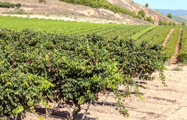 Fototapeta na wymiar Vineyards in La Rioja in Spain on a sunny day.