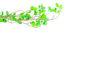 緑の葉のある枝　背景素材