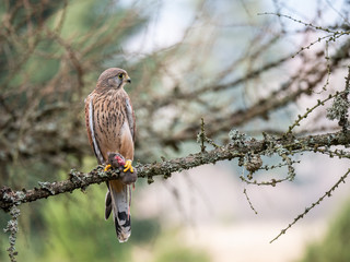Saker falcon (Falco tinnunculus) sitting on a tree and holding a hunted mouse. Saker falcon in the forest. Saker falcon portrait. Saker falcon holds the mouse.