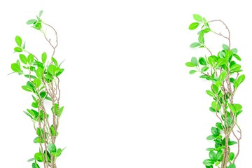 緑の葉のある枝　背景素材