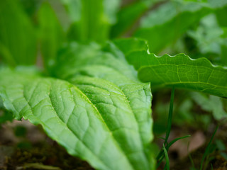 Vibrant green closeup of a beautiful lush leaf in a forest.