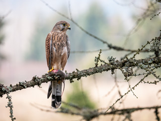 Saker falcon (Falco tinnunculus) sitting on a tree and holding a hunted mouse. Saker falcon in the forest. Saker falcon portrait. Saker falcon holds the mouse.