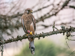 Saker falcon (Falco tinnunculus) sitting on a tree and holding a hunted mouse. Saker falcon in the forest. Saker falcon portrait. Saker falcon holds the mouse.