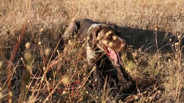 Hunting dog digs looking for prey, German Hunting Watchdog Drahthaar