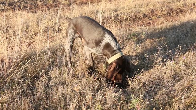 Hunting dog digs looking for prey, German Hunting Watchdog Drahthaar
