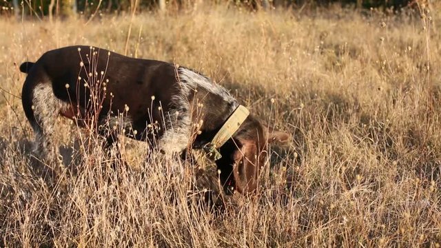 Hunting dog digs looking for prey, German Hunting Watchdog Drahthaar