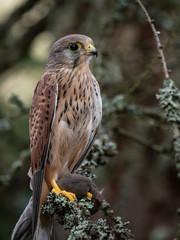 Saker falcon (Falco tinnunculus) sitting on a tree and holding a hunted mouse. Saker falcon in the forest. Saker falcon portrait. Saker falcon holds the mouse.