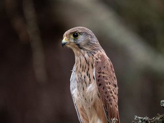 Saker falcon (Falco tinnunculus) sitting on the dry bough. Saker falcon in the forest. Saker falcon portrait.