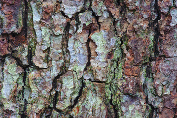 texture d'écorce de pin en plan rapproché, dans des tons marron et vert