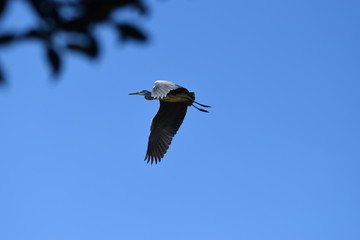 great blue heron in flight