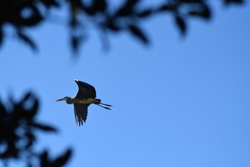 great blue heron in flight