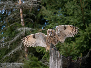 Long-eared owl (Asio otus) landing on the dry tree. Beautiful owl with orange eyes on the tree in forest. Long eared owl flying.