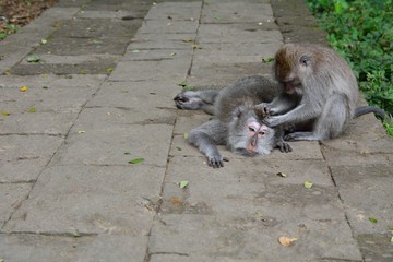 Makaken Monkey Forest Ubud