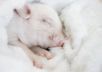 Fototapeta na wymiar cute pig sleeps on a striped blanket. Christmas pig