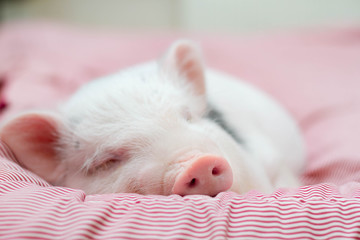 cute pig sleeps on a striped blanket. Christmas pig