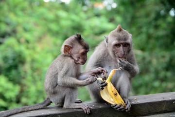 Obraz premium Makaken Baby Monkey Forest Ubud