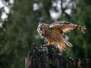 Long-eared owl (Asio otus) sitting on the tree. Beautiful owl with orange eyes on the dry tree in forest. Long eared owl portrait.