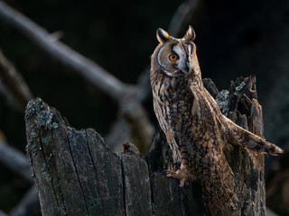 Long-eared owl (Asio otus) sitting on the tree. Beautiful owl with orange eyes on the dry tree in forest. Long eared owl portrait.