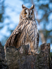 Long-eared owl (Asio otus) sitting on the tree. Beautiful owl with orange eyes on the dry tree in forest. Long eared owl portrait.